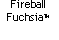 Text Box: Fireball FuchsiaTM